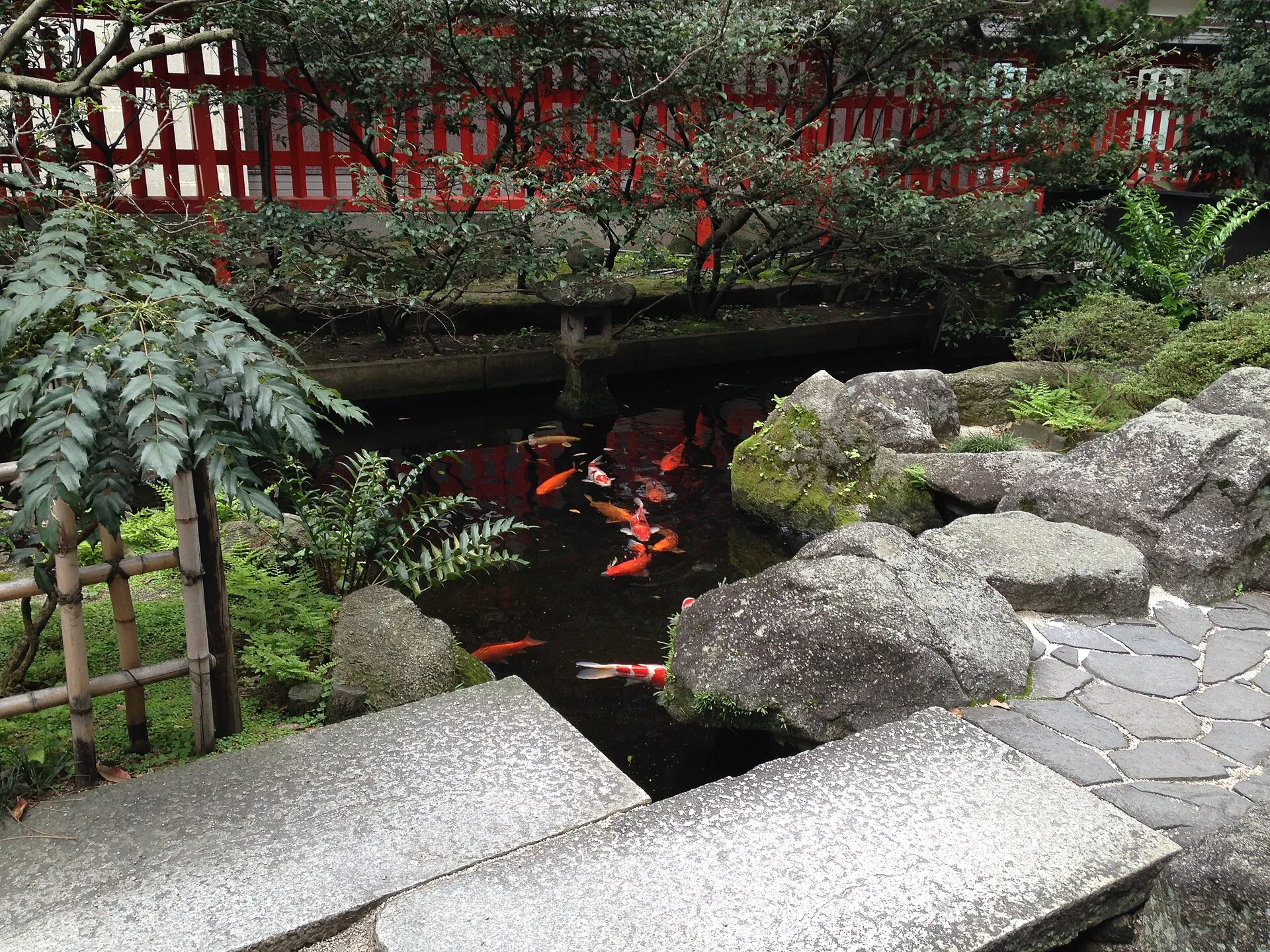 水鏡天満宮の神池を泳ぐ鯉